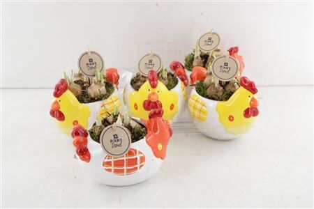 Arr4 Narcis Pl - Chickens Color Mix