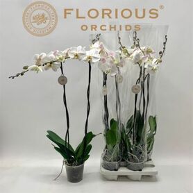 Phal Wit 2 Tak Xl 90 Cm