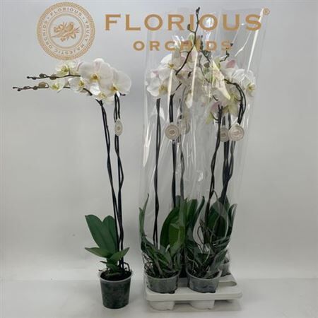 Phal Wit 2 Tak Xl 100 Cm