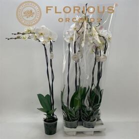 Phal Wit 2 Tak Xl 100 Cm