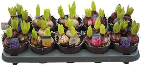 Hyacin Gem 4 Kl 3 Pp