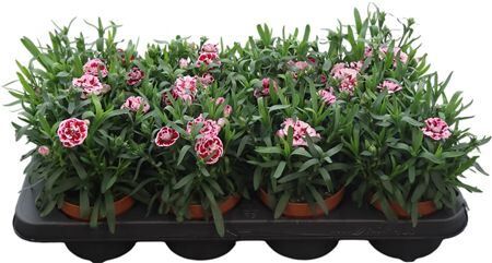 Dian Osc Purple Star