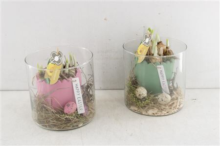 Arr4 Narcis Pl - Cilinder Met Ei