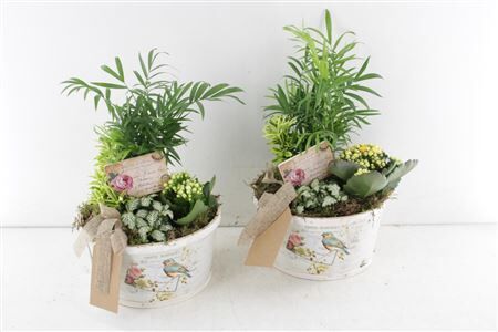 Arr2 Td Schaal Postcard - Geel/wit