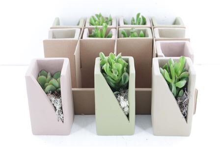 Arr3 De Truly Crassula - Meles Con