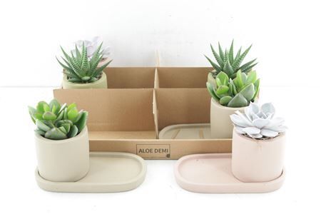 Arr3 De Truly Succulent - Plateau S