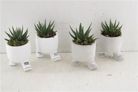 Arr3 Sn Ker. Walking Pot Plant Mix