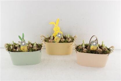 Arr4 Narcis Pl - Zink Ovaal Ribbel