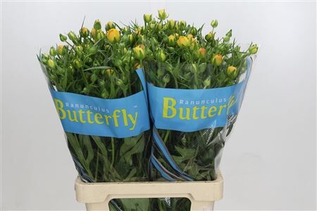 Ran Butterfly Minerva