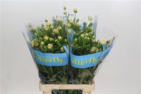 Ran Butterfly Keramos