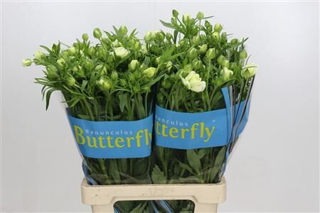 Ran Butterfly Graces