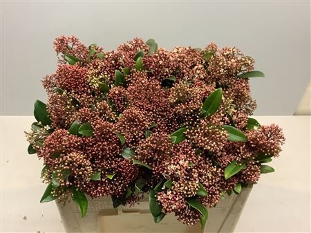 Skimmia J Rubella Bs