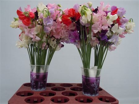 Lathyr Parfum Gem Bs