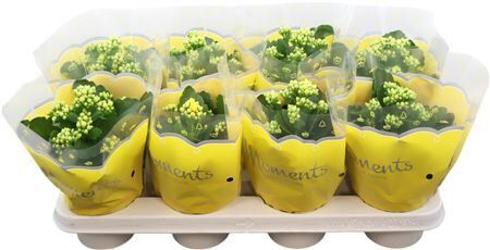 Kalanchoe Moments - Yellow