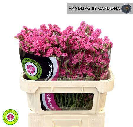 Lim S Lilac Sun Birds