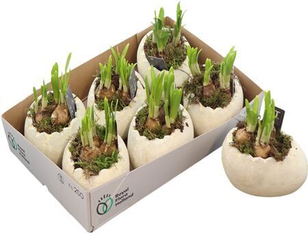 Arr Tete A Tete Ei Liggend