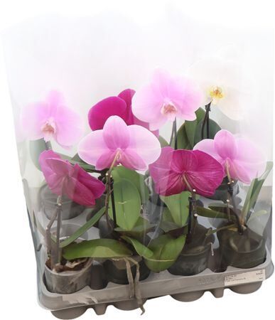 Phal One P9 A2 Mix 1 Spike