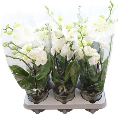 Phal Tablo White 2tak (bo)