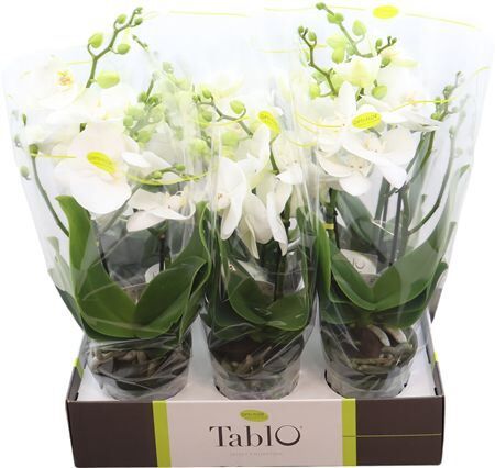 Phal Tablo Champagne 2 Spike