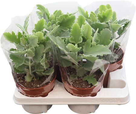 Kalanchoe Beharensis Oak Leaf