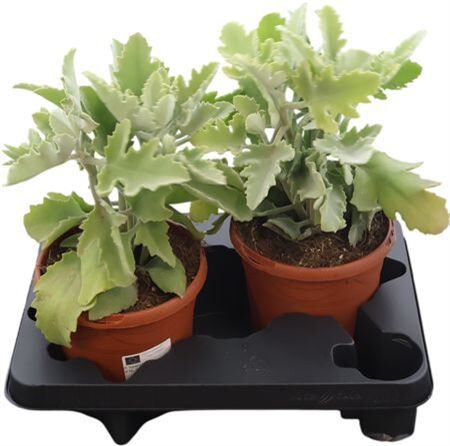 Kalanchoe Beharensis Oak Leaf