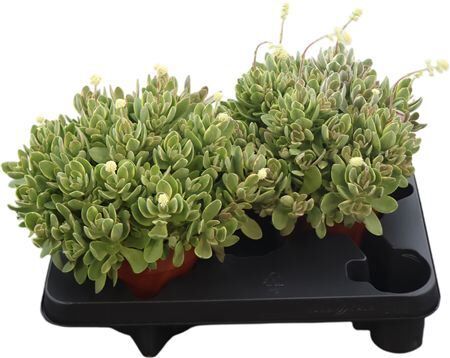 Crass Swaziensis Variegata