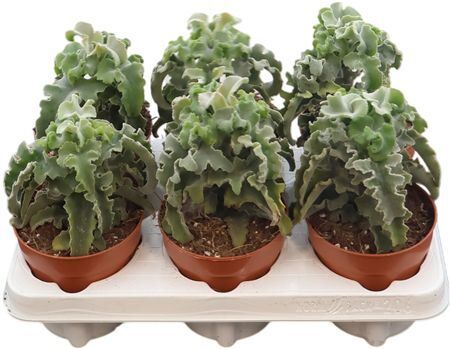 Kalanchoe Maltese Cross