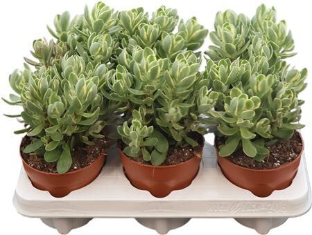 Crass Swaziensis Variegata