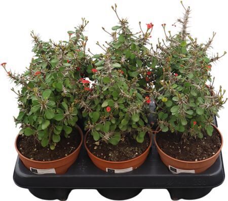 Euphorbia Millii Rood