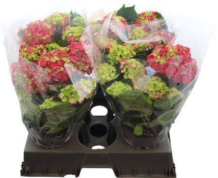 Hydr M Hi River Red 9-10