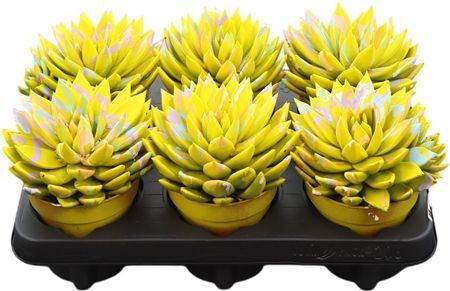 Echev Miranda Splash Geel