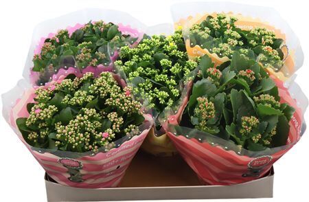 Kalan Gev Gemengd Tst