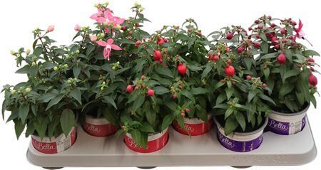 Bella Fuchsia Gemengd Staand