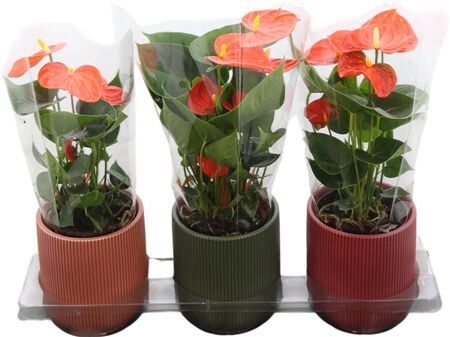 Anthu An Orange Keramiek