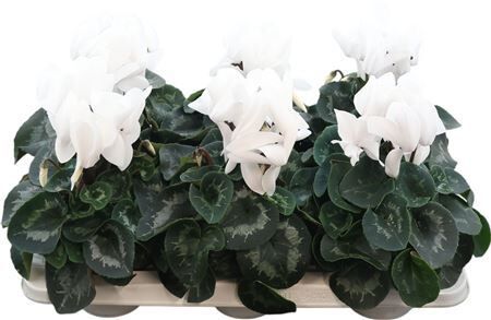 Cycl Super Serie Vintro White