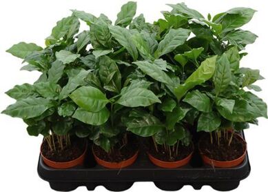 Coffea Arabica