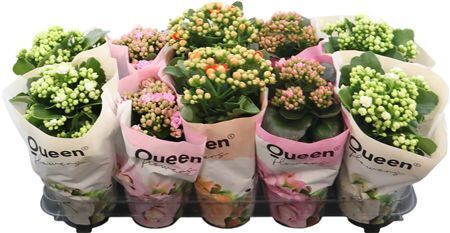 Kalanchoe Mix P12 Queen