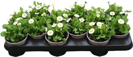 Bellis P Kl Ru White