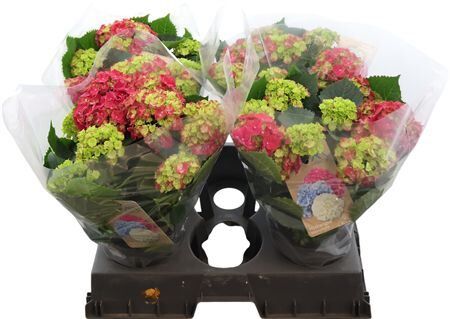 Hydr M Hi River Red 9-10