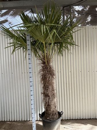 Trachyc Fortunei Xxxl