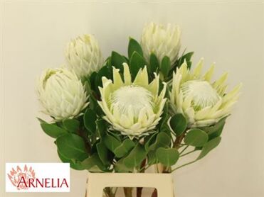 Protea Arctic Ice