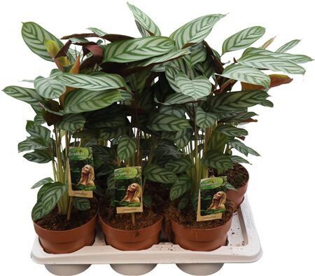 Ctentanthe Compactstar