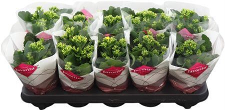 Kalan Favorita Yellow Stadium 1