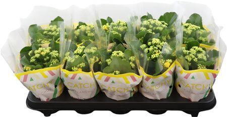 Kalan Double, Catchy Season Yellow