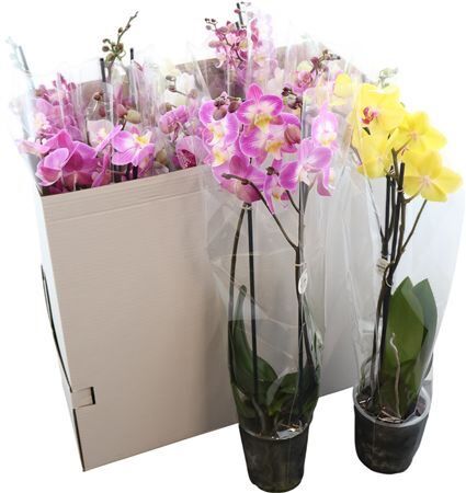 Phal Your Natural Orchid ? Mix 60cm ?