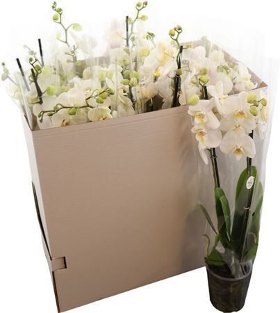 Phal Your Natural Orchid ? White 60cm