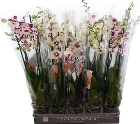 Phal Gem Koevlek 4 Tak*****