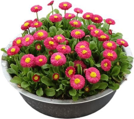 Bellis P Kl Bel Red Zink Xxl