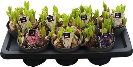 Hyacin Mult Gem 3 Kl