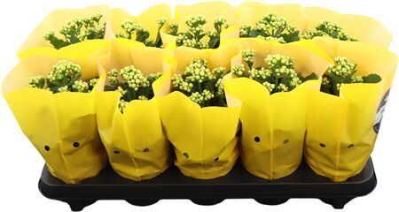Kalanchoe Dbl. Goodie Yellow